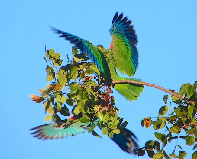 Abaco (Cuban) Parrots, Bahamas (©Keith Salvesen)