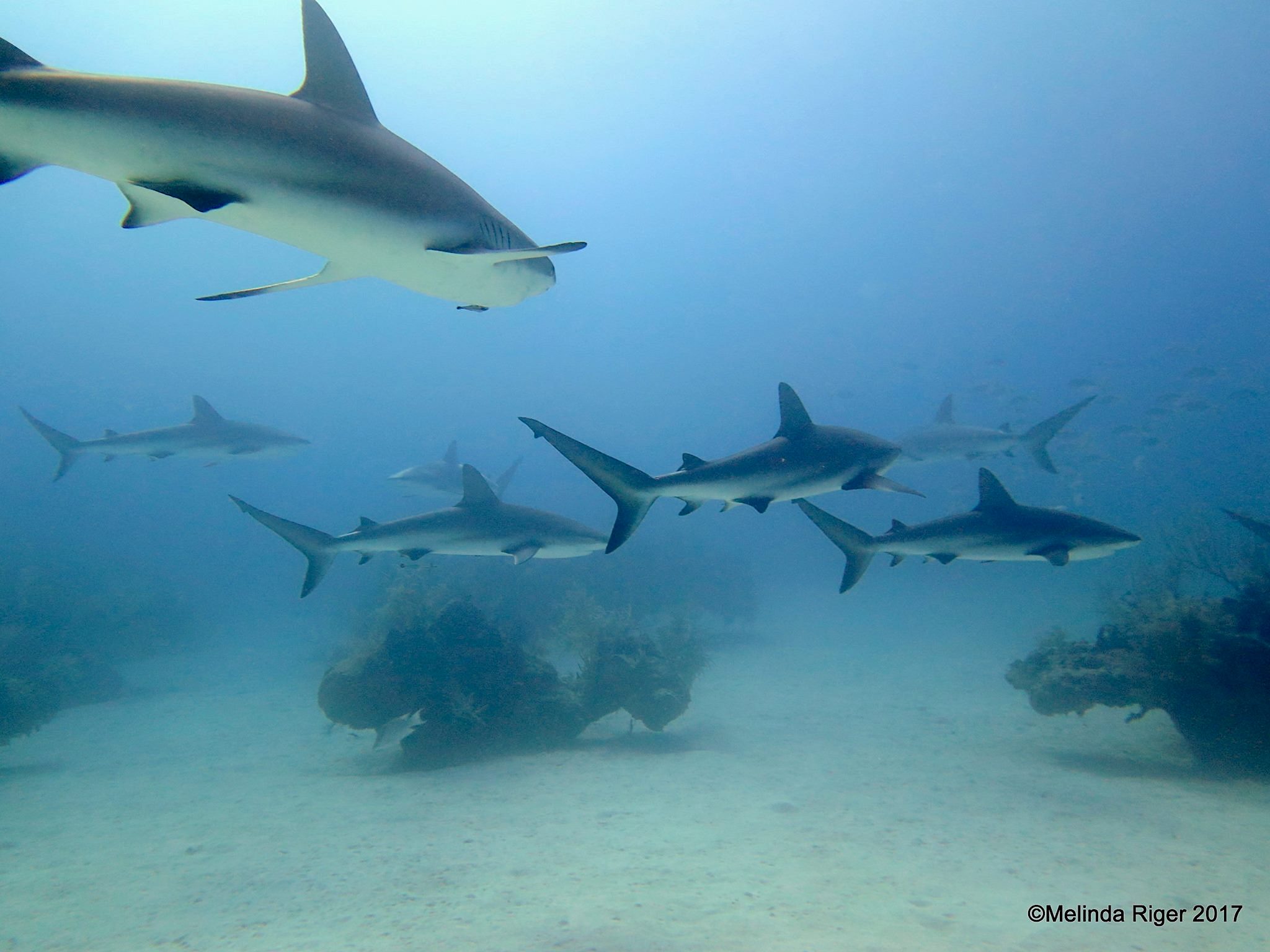 Sharks in the Bahamas (Melinda Riger / Grand Bahama Scuba)