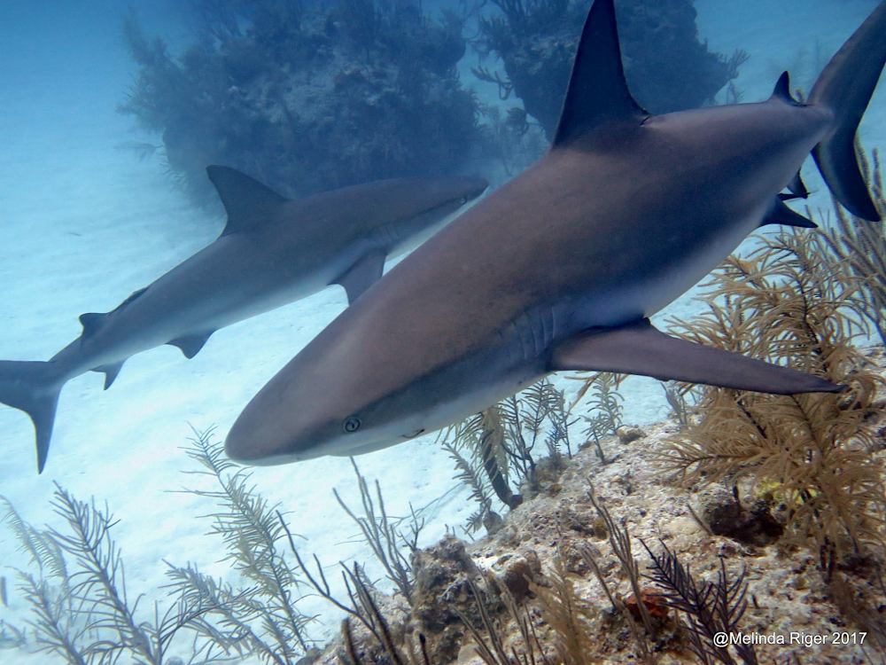Sharks in the Bahamas (Melinda Riger / Grand Bahama Scuba)
