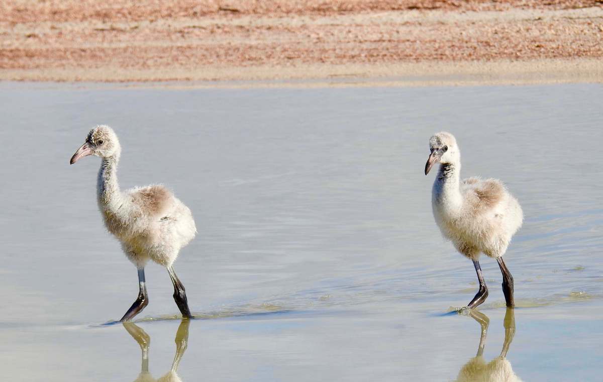 Flamingos & Chicks, Inagua Bahamas (Melissa Maura)