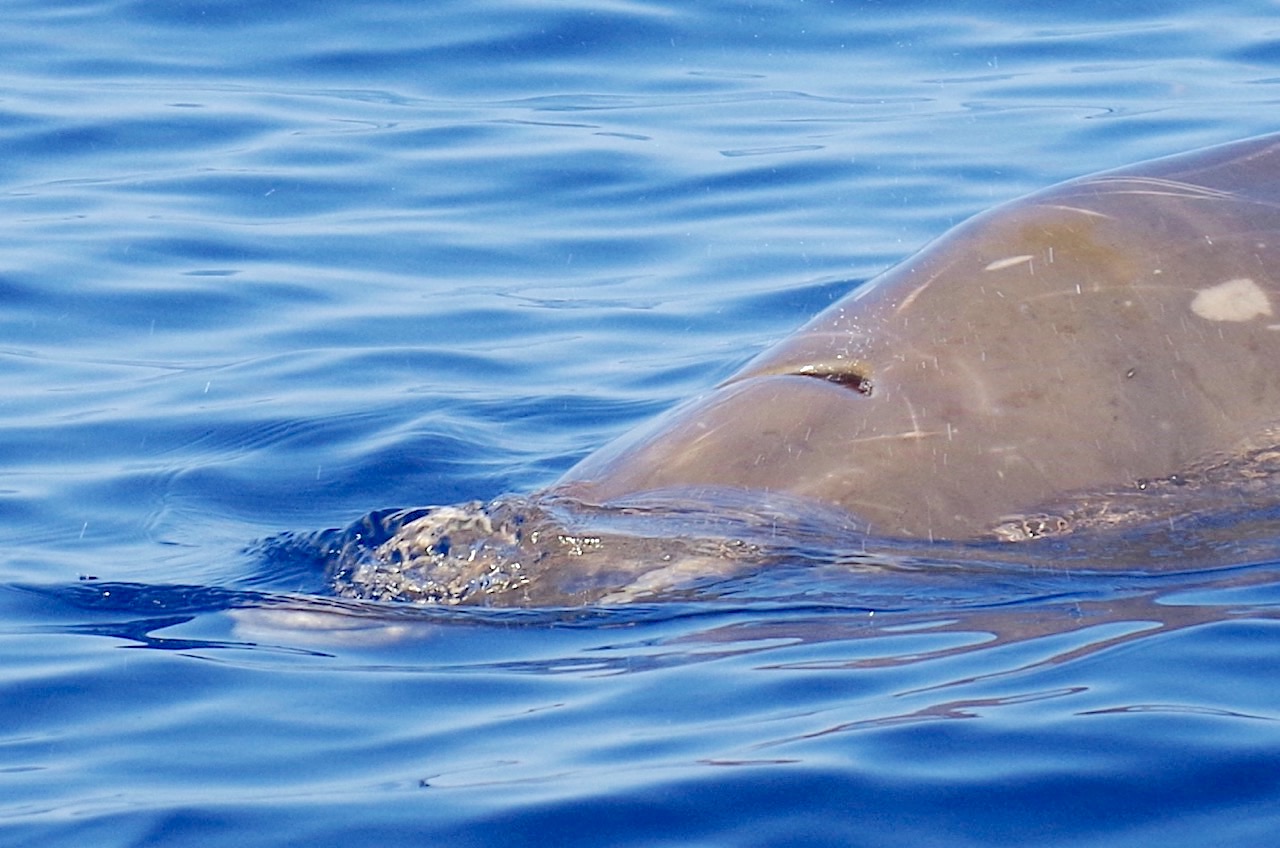 Blainville's Beaked Whale, Abaco Bahamas (Keith Salvesen / BMMRO)