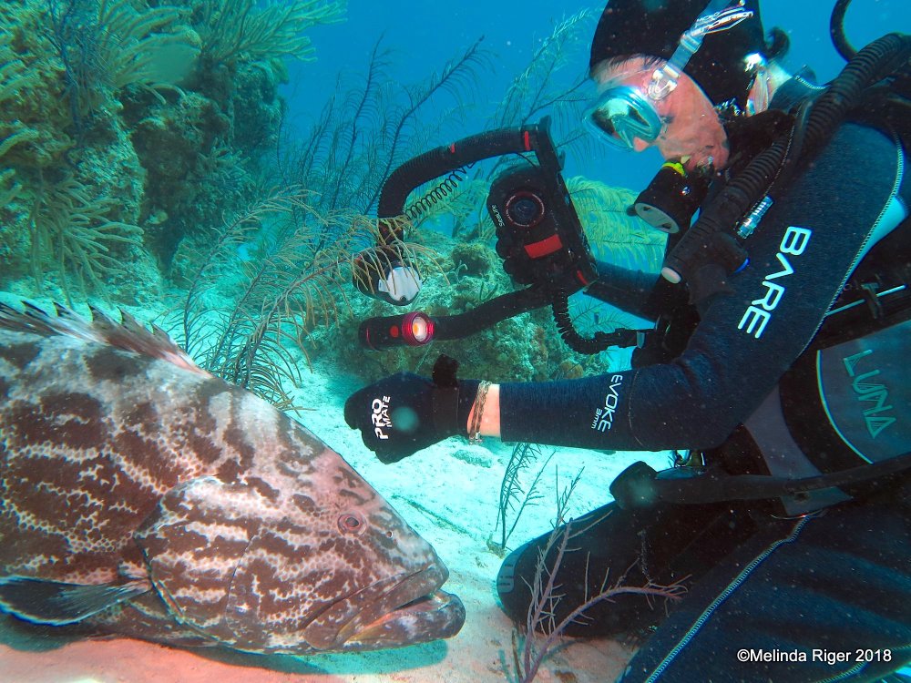 Black Grouper Bahamas (Curious George) - Melinda Riger / GB Scuba