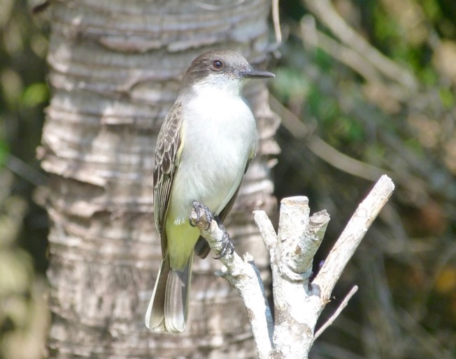 Loggerhead Kingbird, Abaco Bahamas (Keith Salvesen)
