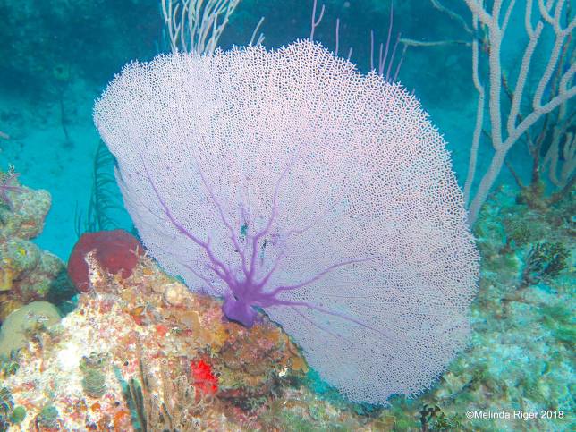 Purple sea fan, Bahamas (Melinda Riger / Grand Bahama Scuba)