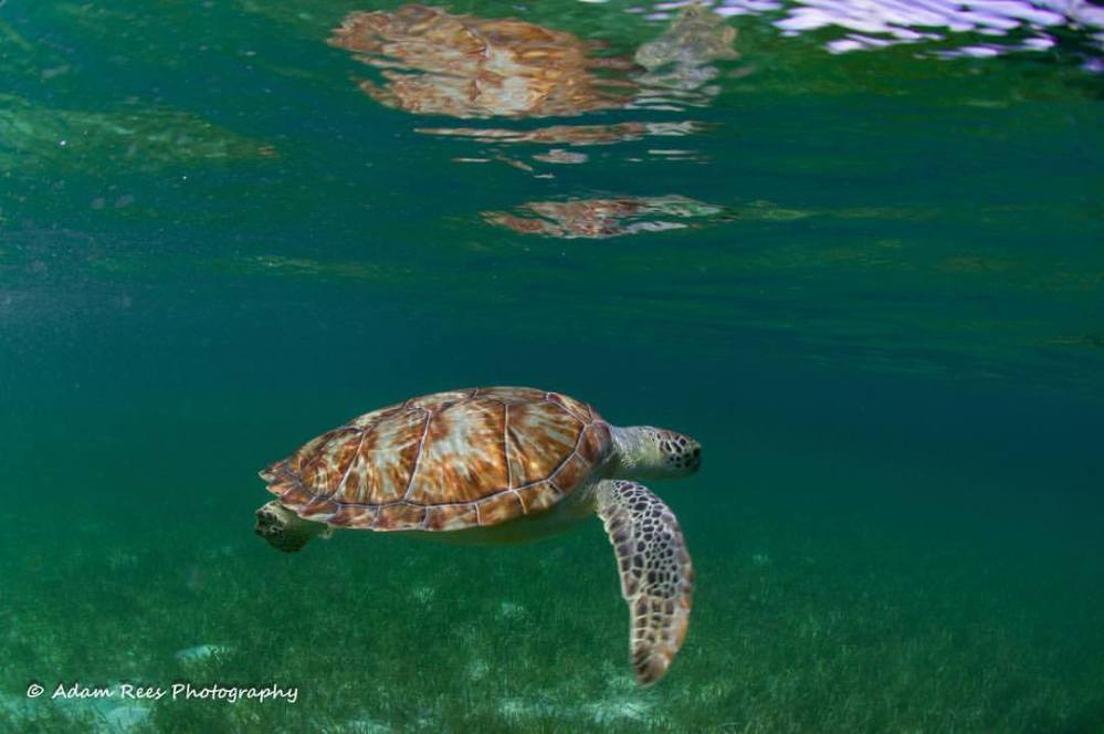 Green Turtle, Bahamas (Adam Rees)