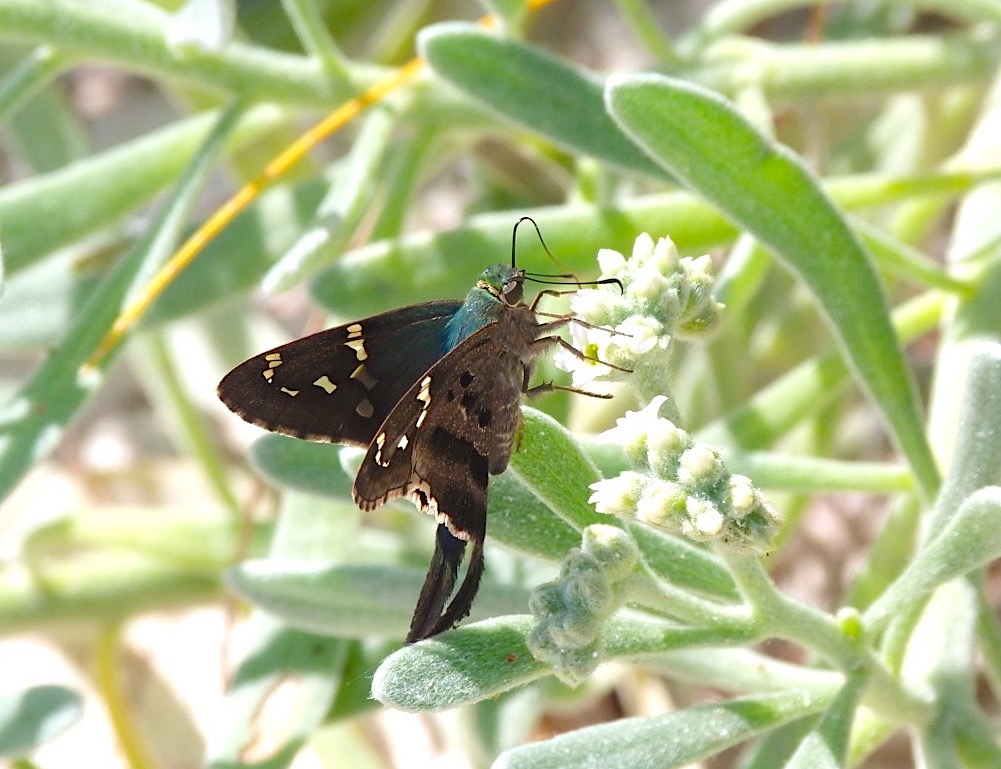 Long-tailed Skipper Butterfly, Abaco Bahamas (Keith Salvesen)