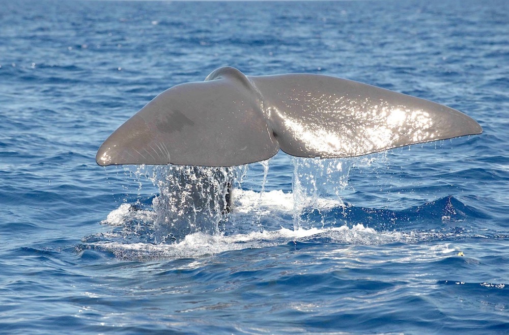 Sperm Whale Tailing, Abaco, Bahamas (©BMMRO)