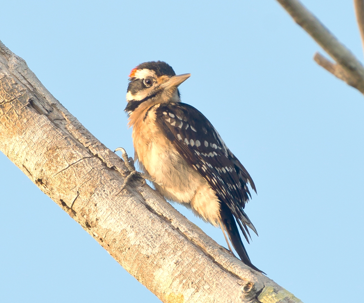 Hairy Woodpecker, Abaco Bahamas (Tom Sheley)