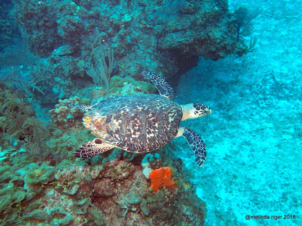 Hawksbill Turtle, Bahamas (Melinda Riger / Grand Bahama Scuba)