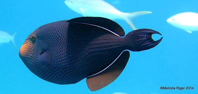 Black Durgon Triggerfish (Melinda Riger / Grand Bahama Scuba)