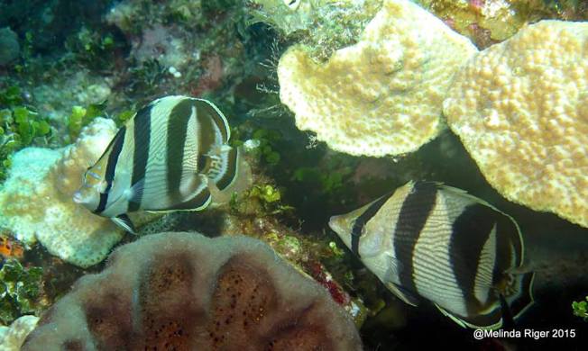 Banded Butterflyfish, Bahamas (Melinda Riger / GB Scuba)