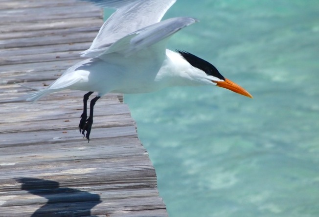 Royal Tern, Long Dock Cherokee Abaco Bahamas (Keith Salvesen)