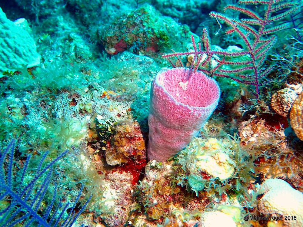 Purple Vase Sponge, Bahamas (Melinda Riger / G B Scuba)