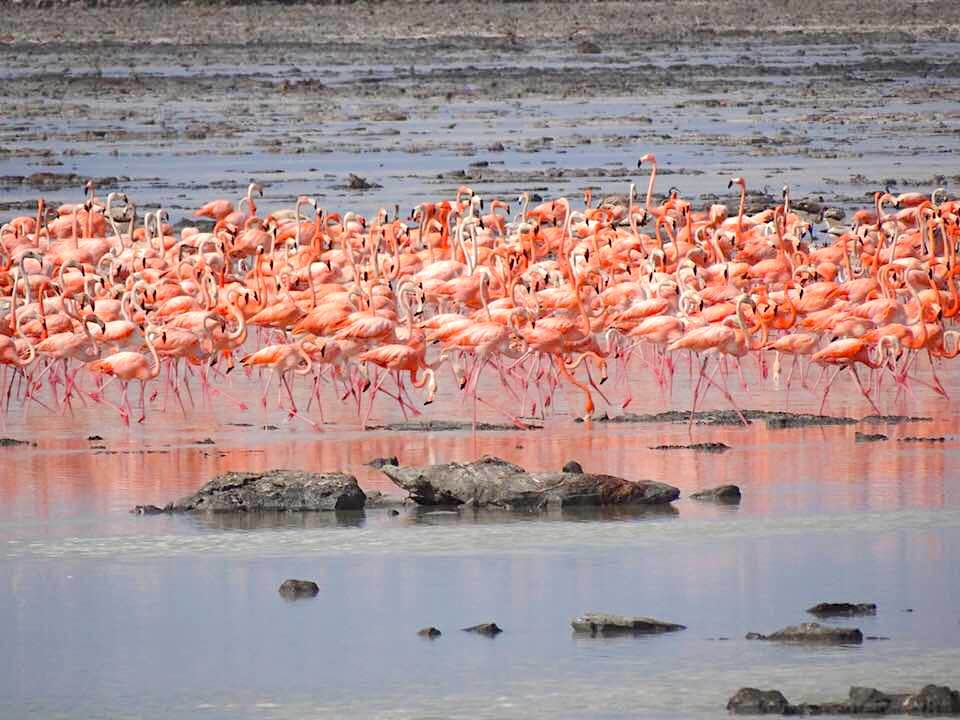 Flamingos & Chicks, Inagua Bahamas (Melissa Maura)