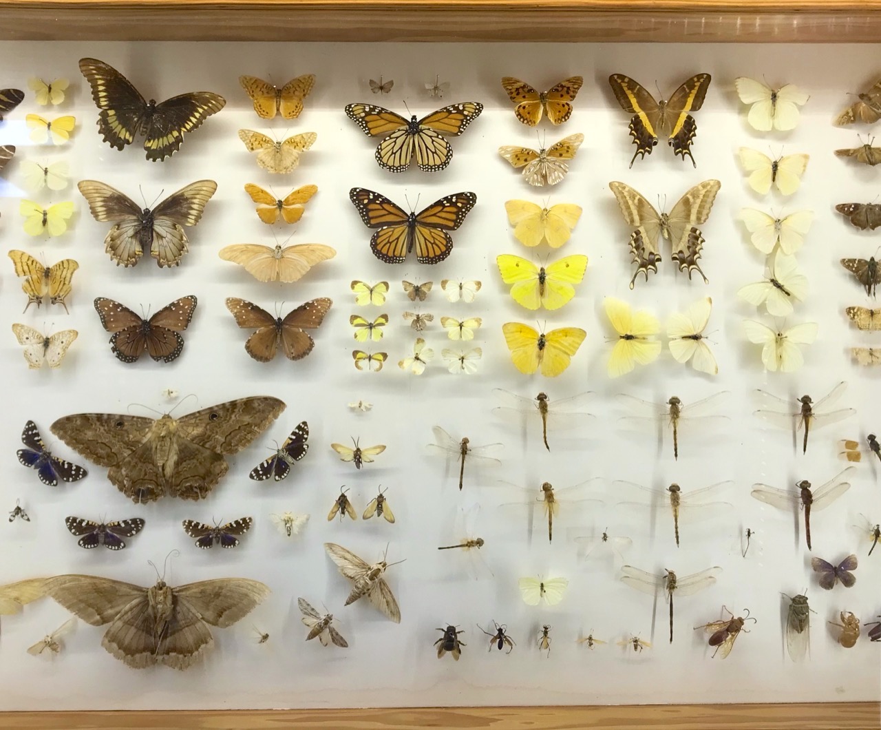Cased butterflies, Natural History Museum Abaco Bahamas (Keith Salvesen / Abaco Field Office AMMC)