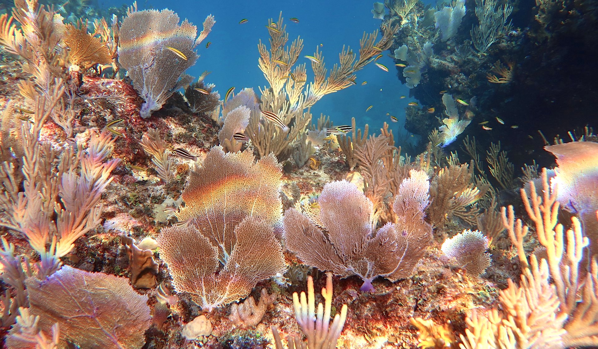 Purple Sea Fans, Abaco, Bahamas (Dive Abaco / Keith & Melinda Rogers)