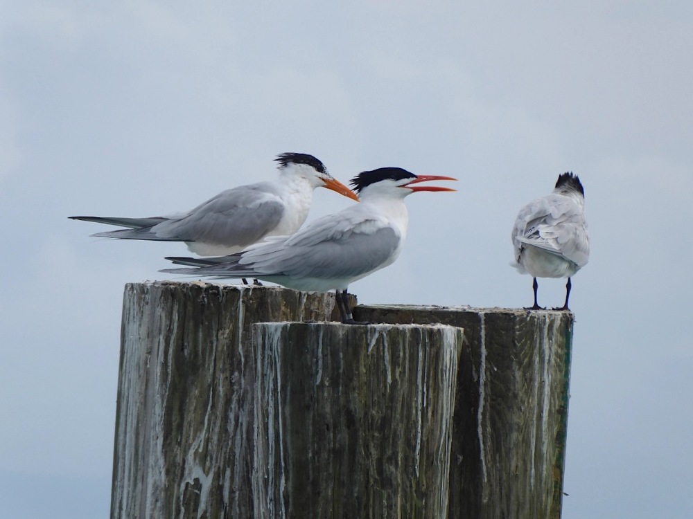 Royal Terns, Sandy Point, Abaco Bahamas (Keith Salvesen)