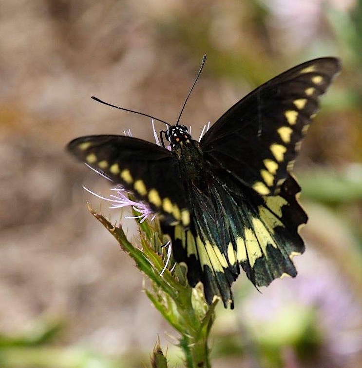 Polydamas (gold-rimmed) Swallowtail Battus Polydamas (Rhonda Pearce)