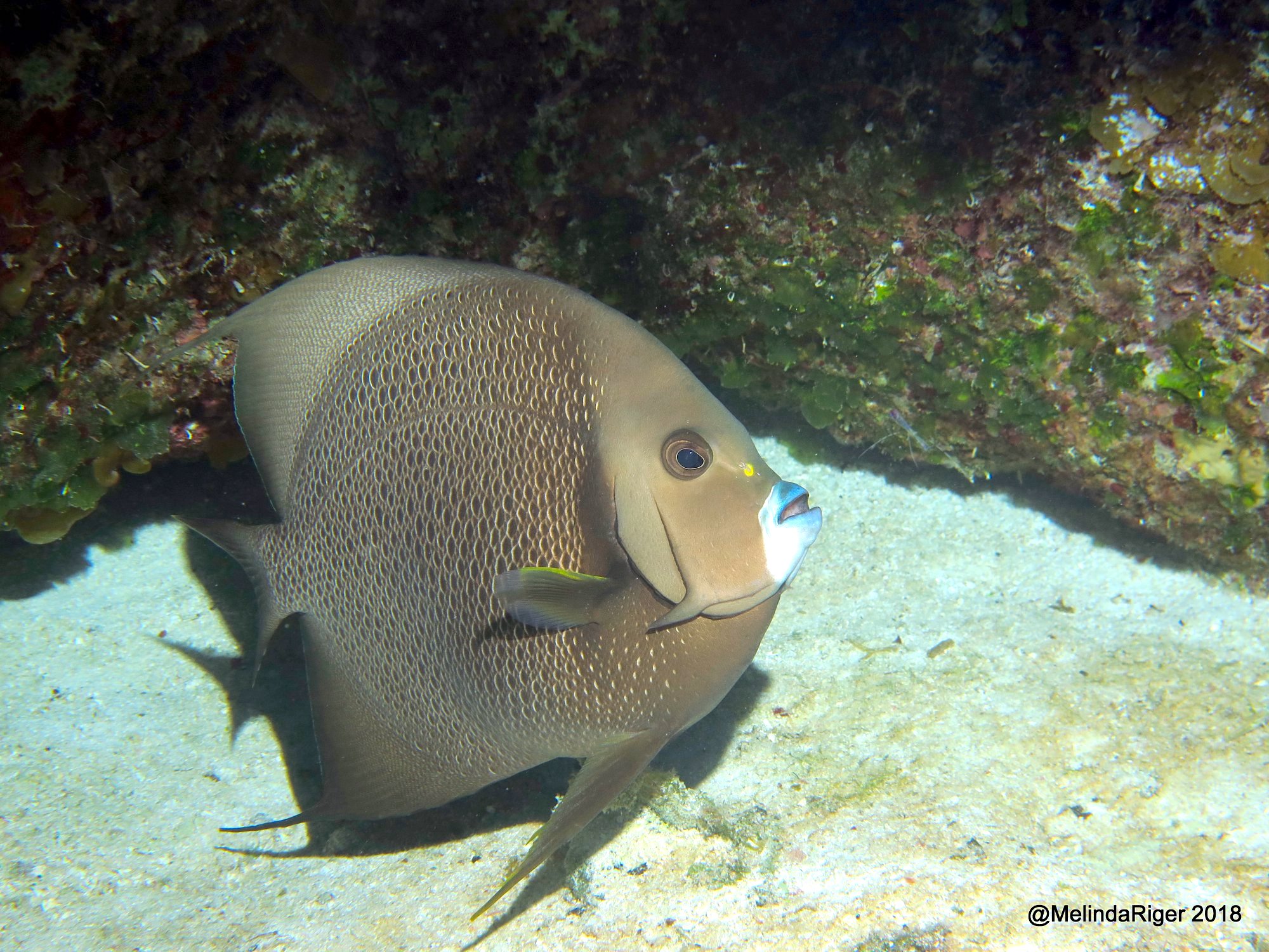Gray Angelfish, Bahamas (Melinda Riger / Grand Bahama Scuba)