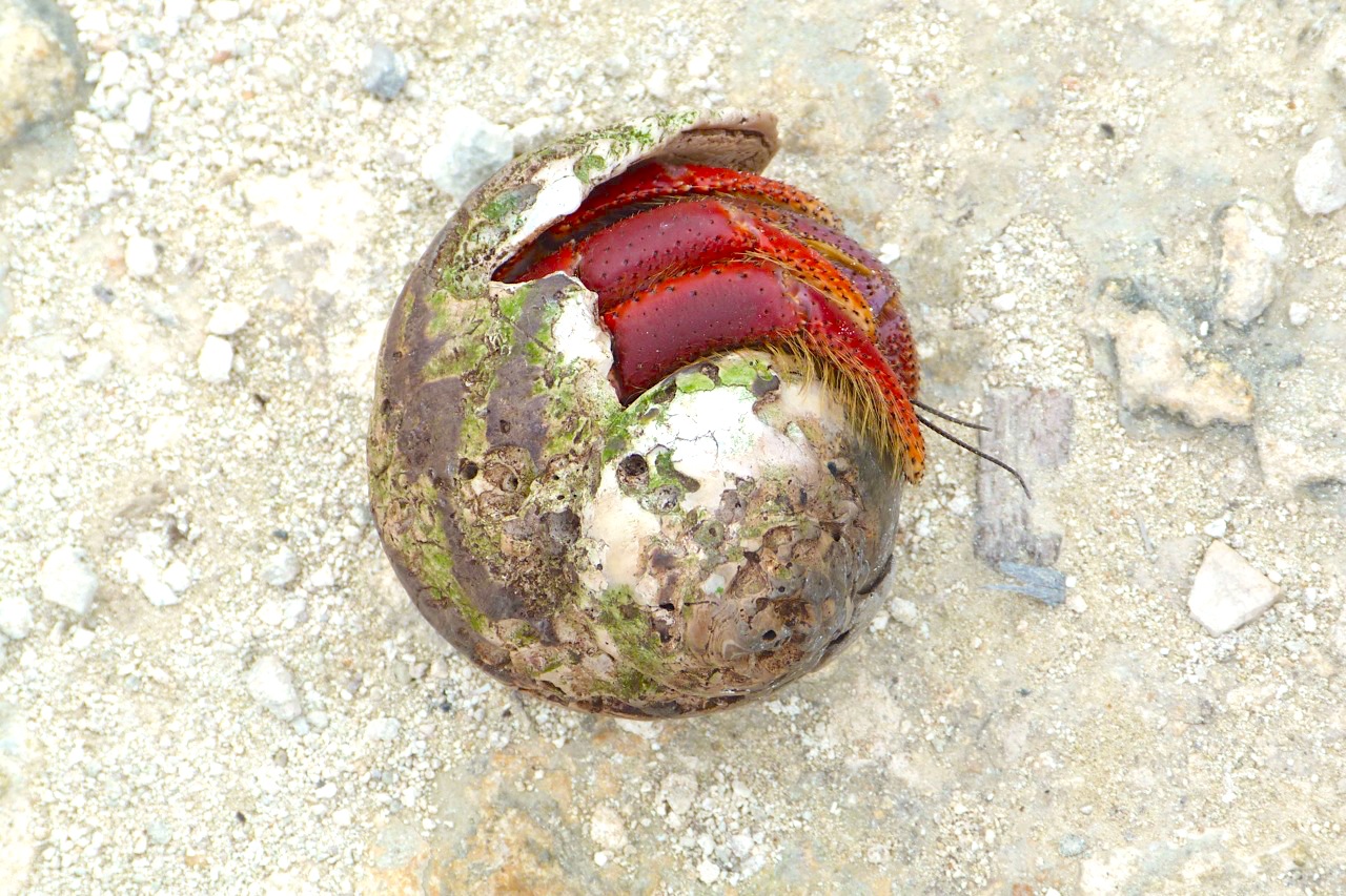 Hermit Crab, Abaco Bahamas (Keith Salvesen / Rolling Harbour)