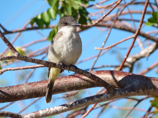 Loggerhead Kingbird, Sandy Point, Abaco Bahamas (Keith Salvesen)