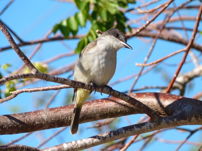 Loggerhead Kingbird, Sandy Point, Abaco Bahamas (Keith Salvesen)