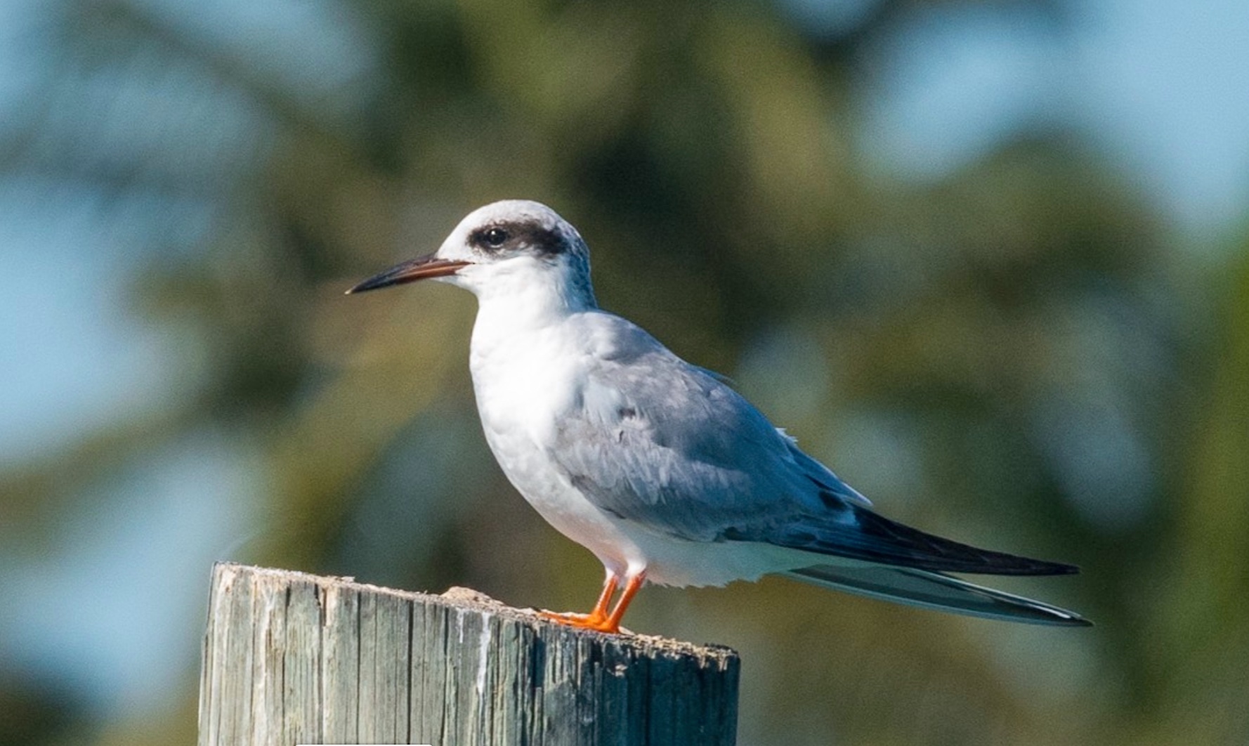 Forster's Tern, Abaco Bahamas (Sally Chisholm)