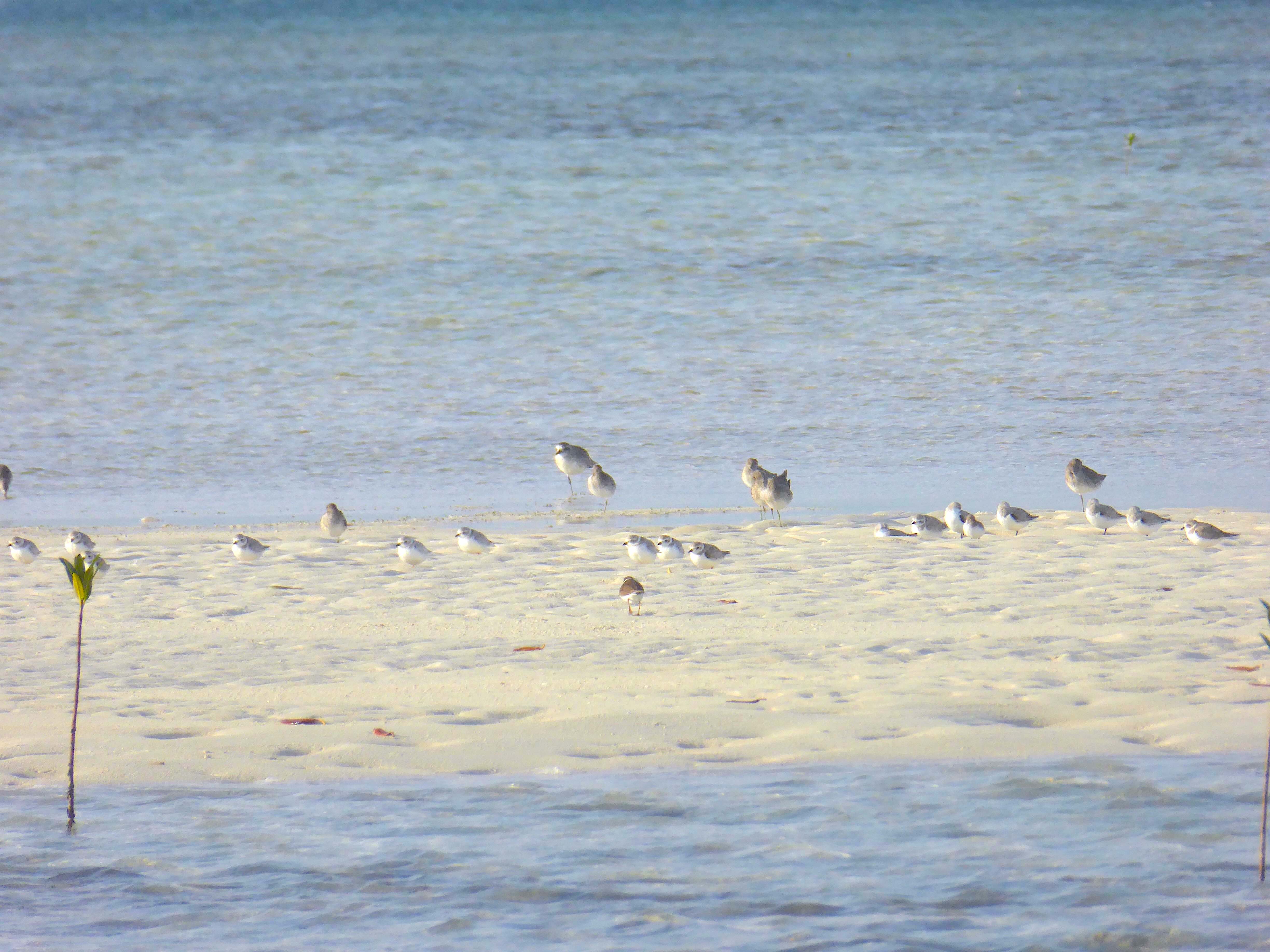 Piping Plover Flock, Cherokee Sound, Abaco Bahamas (Lucy & Mark Davies)