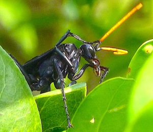 Spider Wasp / Pepsis Wasp / Tarantula Hawk Abaco Bahama (Keith Salvesen / Rolling Harbour)