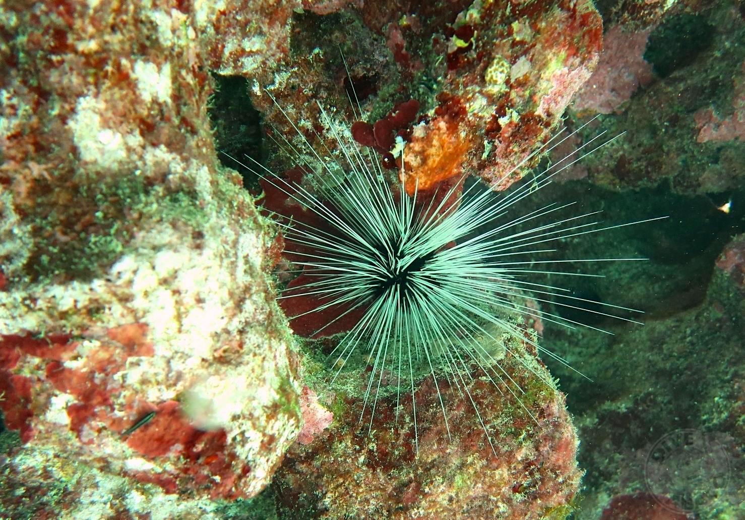 Long-spined sea urchin Diadema antillarum (Melinda Rodgers / Dive Abaco)