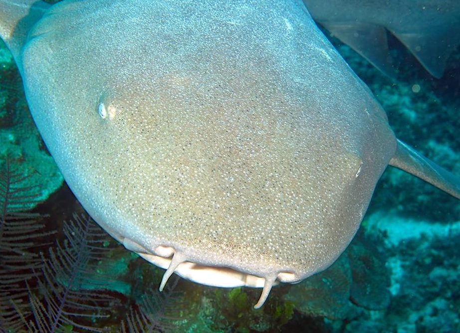 Sharks in Bahamas - Melinda Riger / Grand Bahama Scuba