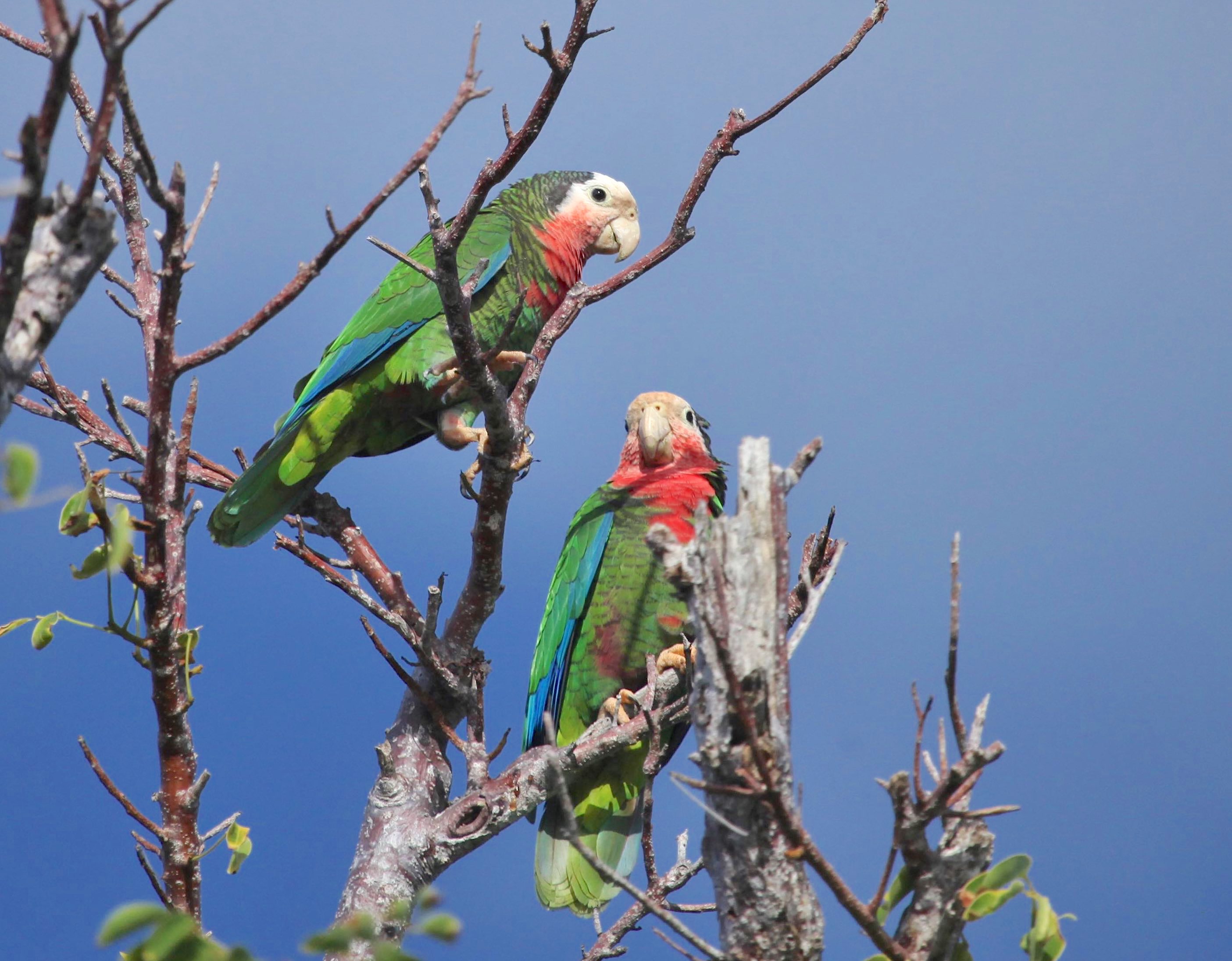 Abaco Parrots, Bahamas (Peter Mantle)