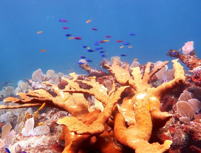 Elkhorn Coral, Abaco Bahamas (Melinda Rogers / Dive Abaco)