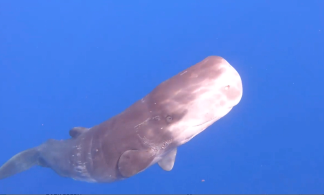 Sperm Whale Calf, Abaco Bahamas (BMMRO)
