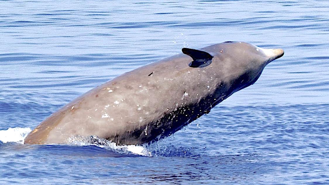 Cuvier's Beaked Whale leap (BW - Getty - Times)