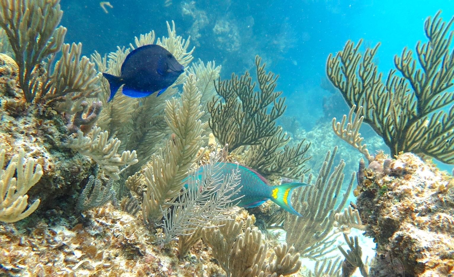Reef Corals, Abaco Bahamas (Melinda Rogers / Dive Abaco)