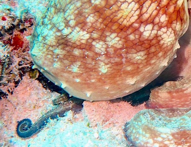 Octopus (Melinda Riger - Grand Bahama Scuba)