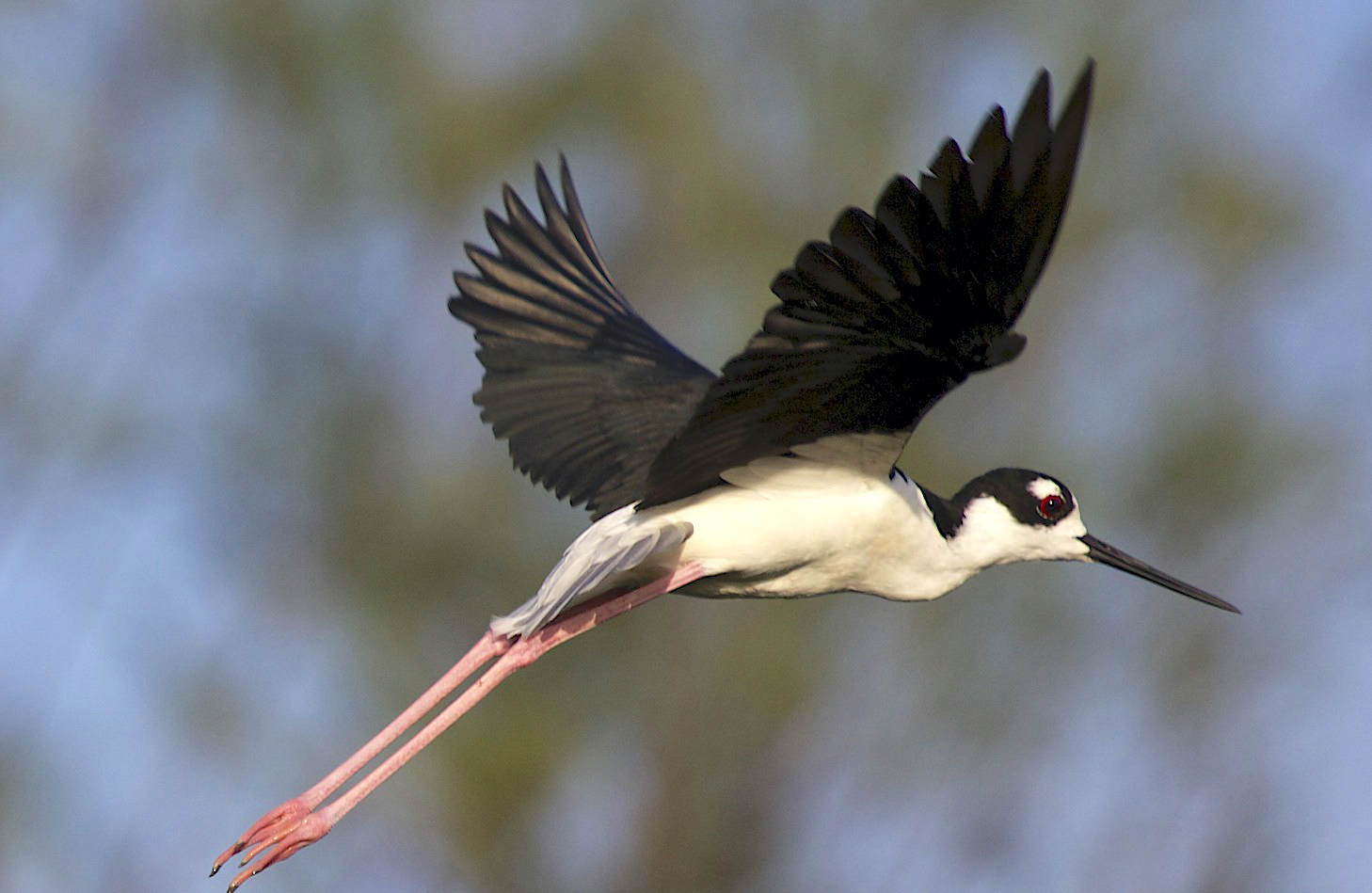Black-necked Stilt in flight, Abaco Bahamas (Alex Hughes)