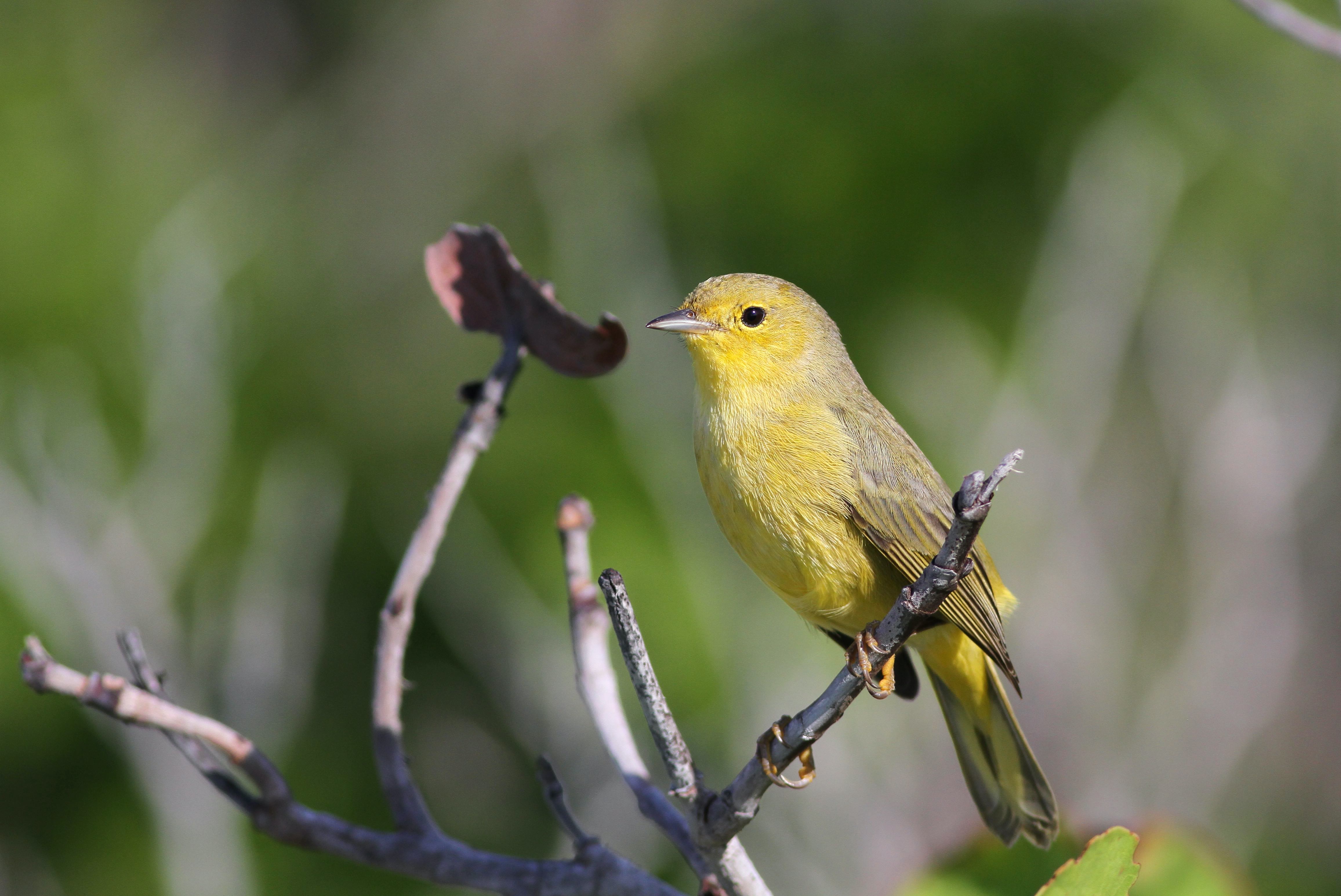 Желтые птицы названия. Пеночка зеленушка. Пеночка пересмешка. Yellow Warbler птица. Желтая древесница.